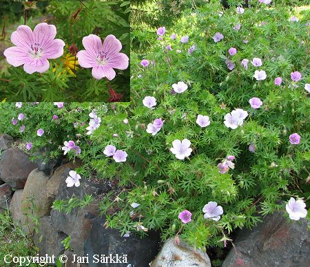 Geranium sanguineum 'Hempukka', verikurjenpolvi